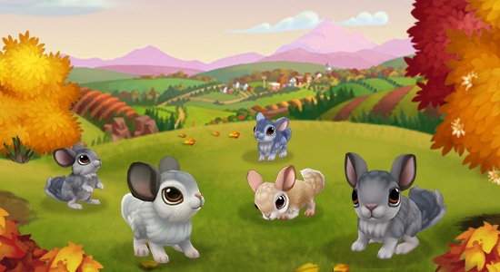 buymoreChinchilla_MOTD-8dbefabad64b9e779895bf6ca9bdf0e3