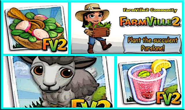 PlantthesucculentPurslane2521