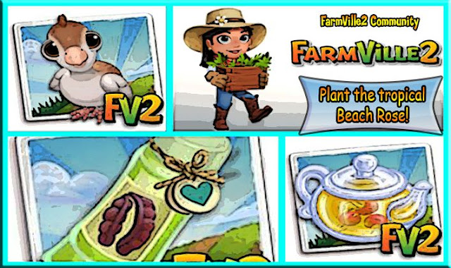 PlantthetropicalBeachRose2521