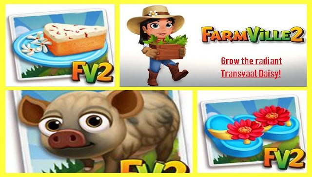 GrowtheradiantTransvaalDaisy2521