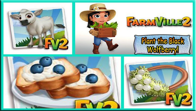 PlanttheBlackWolfberry2521